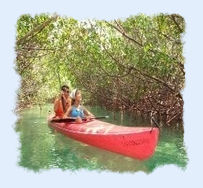 Two people kayaking through a mangrove swamp.